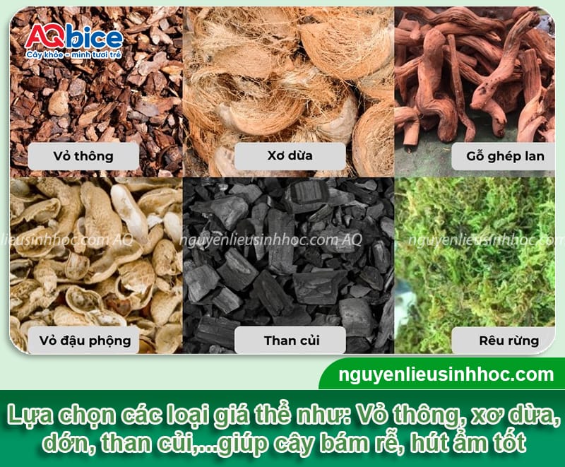 Cách chăm sóc hoa lan treo đúng kỹ thuật, hoa bền màu nở đều 3 Cách chăm sóc hoa lan treo đúng kỹ thuật, hoa bền màu nở đều