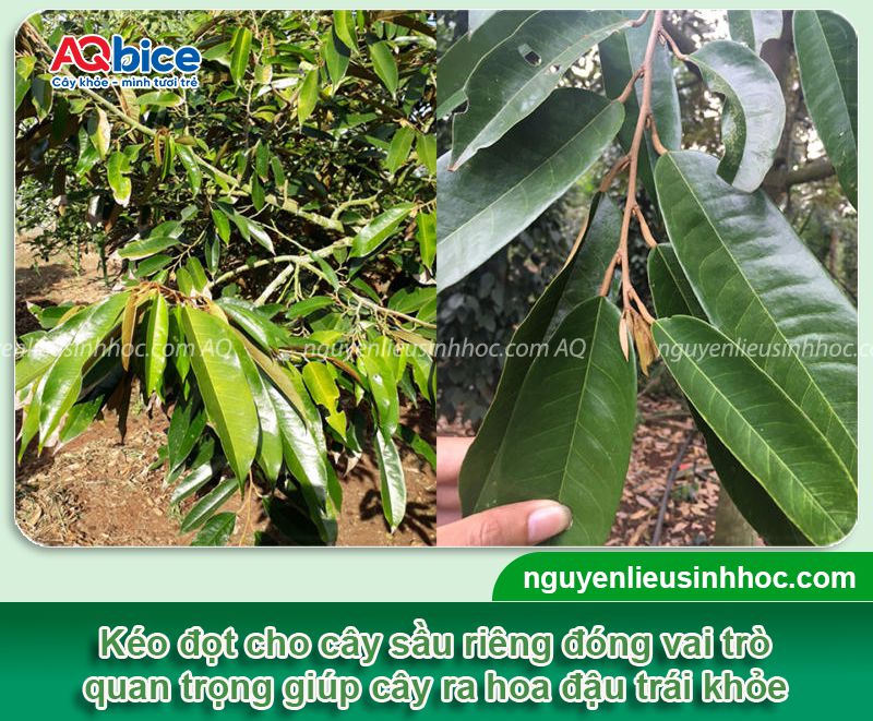 Hướng dẫn kéo đọt sầu riêng đúng chuẩn, chồi bung mạnh 2 Hướng dẫn kéo đọt sầu riêng đúng kỹ thuật, hiệu quả