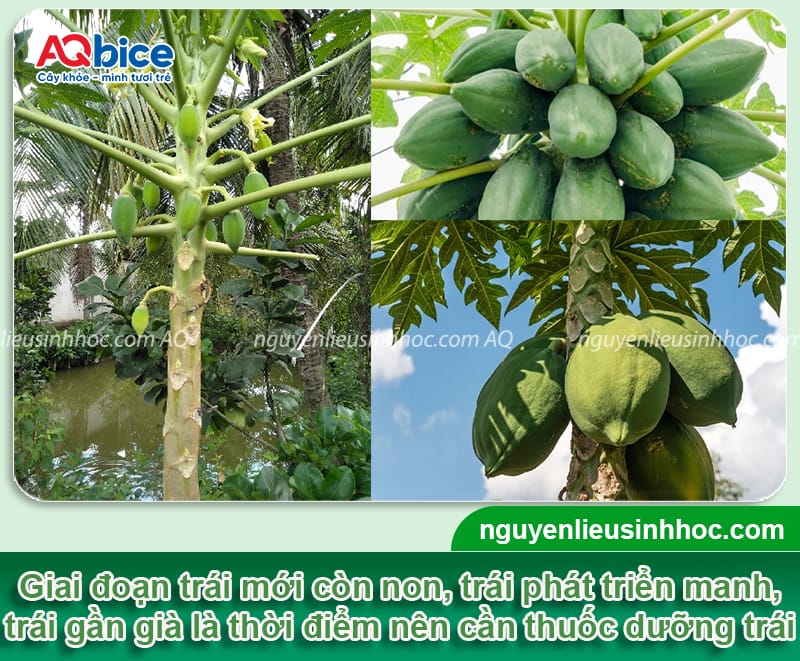 Thuốc dưỡng trái đu đủ: Giúp trái lớn nhanh, đẹp đồng đều