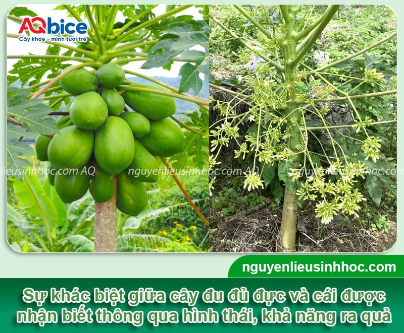 Hướng dẫn cách phân biệt đu đủ đực và cái khi cây còn nhỏ