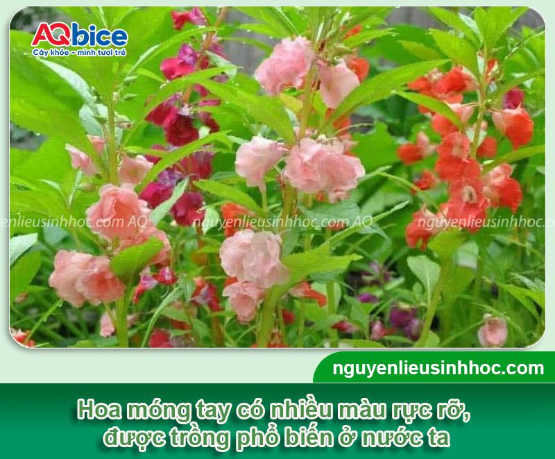 Cách trồng hoa móng tay và phương pháp chăm hoa nở rực rỡ
