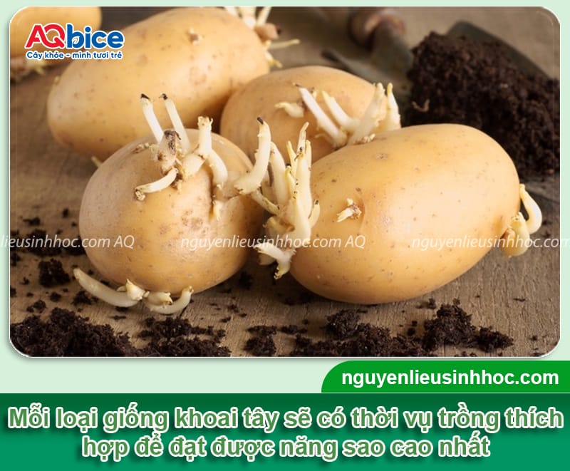 Miền Bắc trồng khoai tây vào tháng mấy cho củ to và nhiều? 3 Miền Bắc trồng khoai tây vào tháng mấy cho củ to và nhiều?