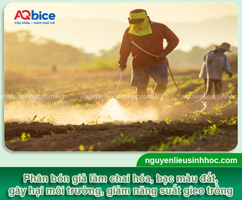 Cách phân biệt phân bón thật và giả? Sản phẩm chính hãng AQ Bice