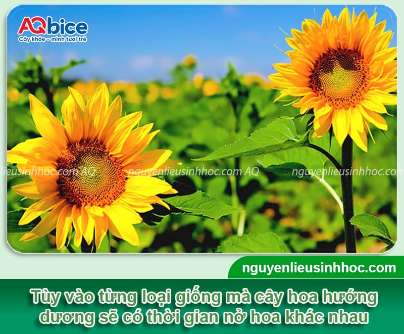 Hoa hướng dương trồng bao lâu ra hoa và nở vào mùa nào 3 Hoa hướng dương trồng bao lâu ra hoa và các cách chăm sóc
