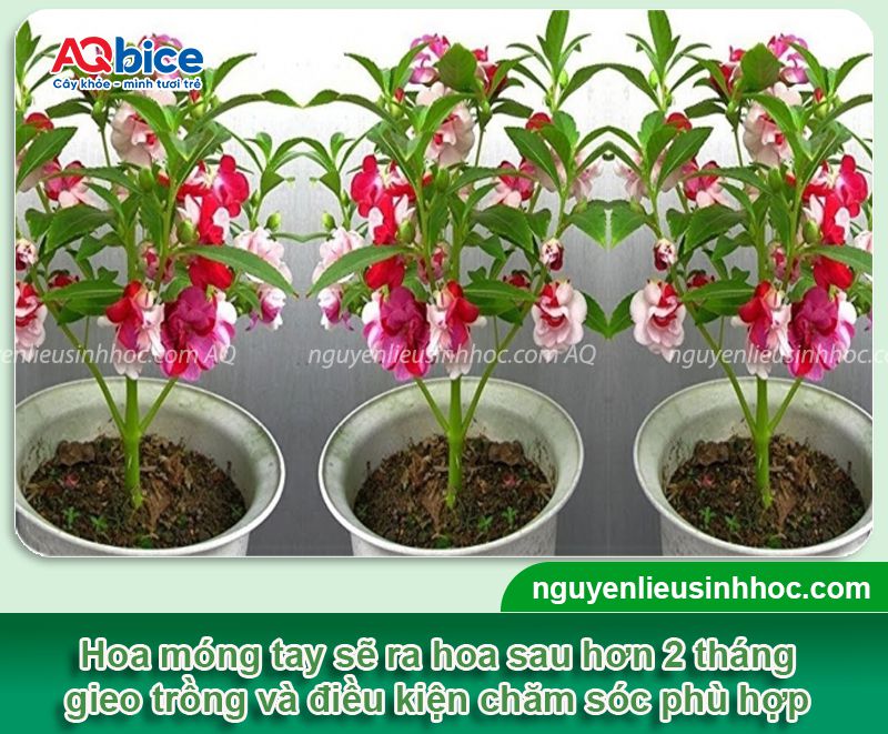 Cách trồng hoa móng tay và phương pháp chăm hoa nở rực rỡ
