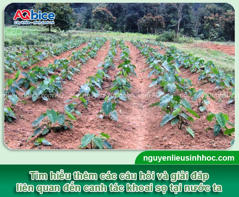 Trồng khoai sọ vào tháng mấy? Cách chăm sóc cho củ to 4 Trồng khoai sọ vào tháng mấy? Kỹ thuật trồng và chăm sóc củ to