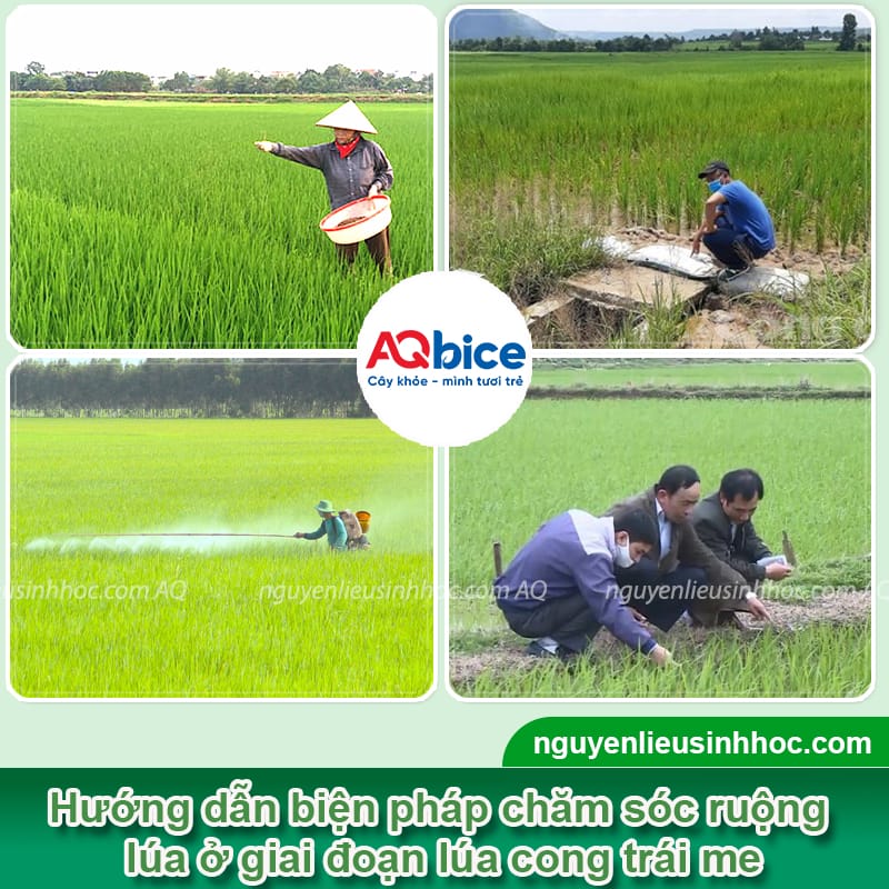 Lúa cong trái me: Cách chăm sóc cho năng suất bội thu 3 Lúa cong trái me: Cách chăm sóc cho năng suất bội thu