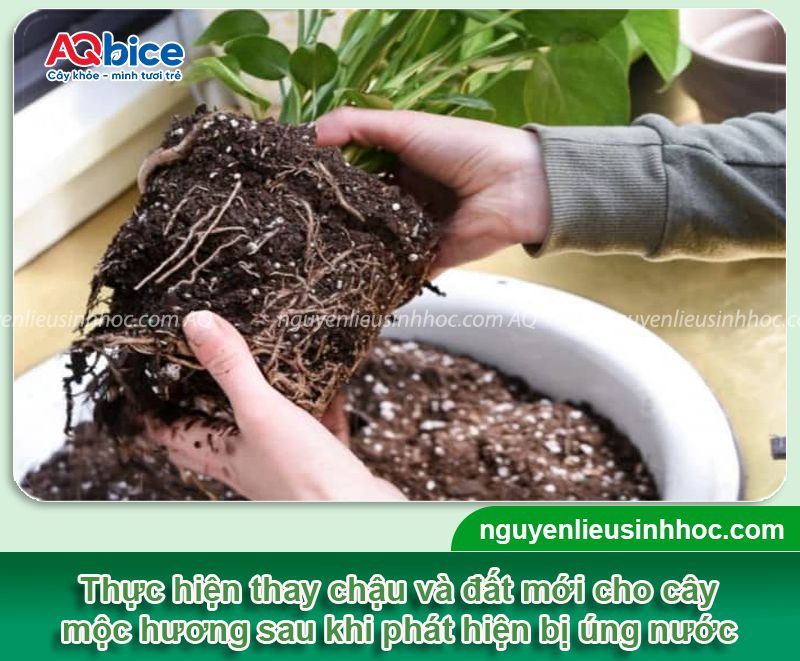 Cây mộc hương bị úng nước: Nhận biết và xử lý kịp thời 3 Cây mộc hương bị úng nước: Nhận biết và xử lý kịp thời