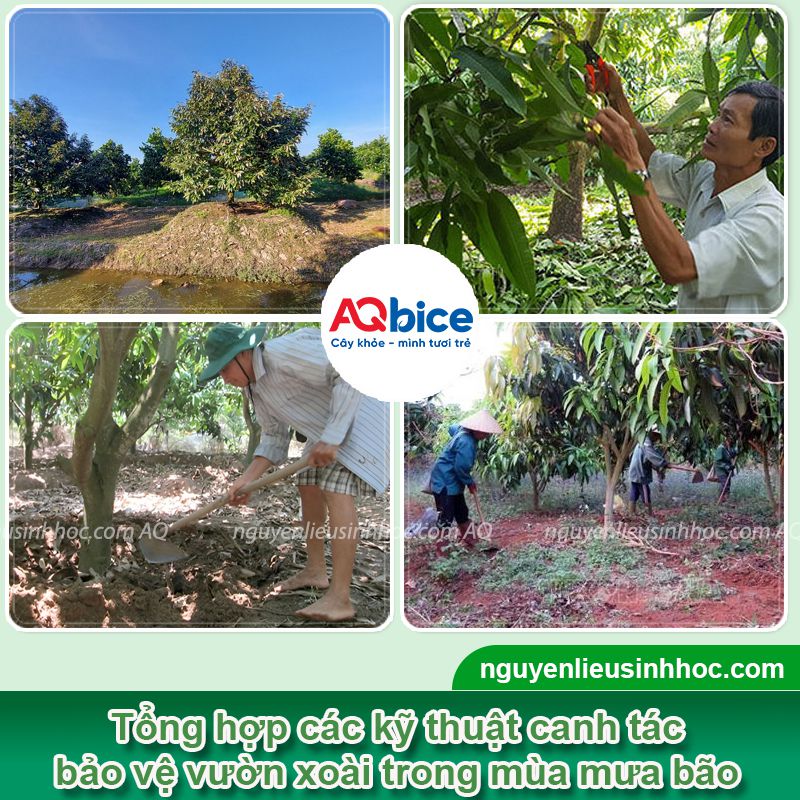 Cách "cứu" cây xoài bị úng nước vào mùa mưa 3 Khắc phục xoài bị úng nước thối rễ ở giai đoạn mùa mưa