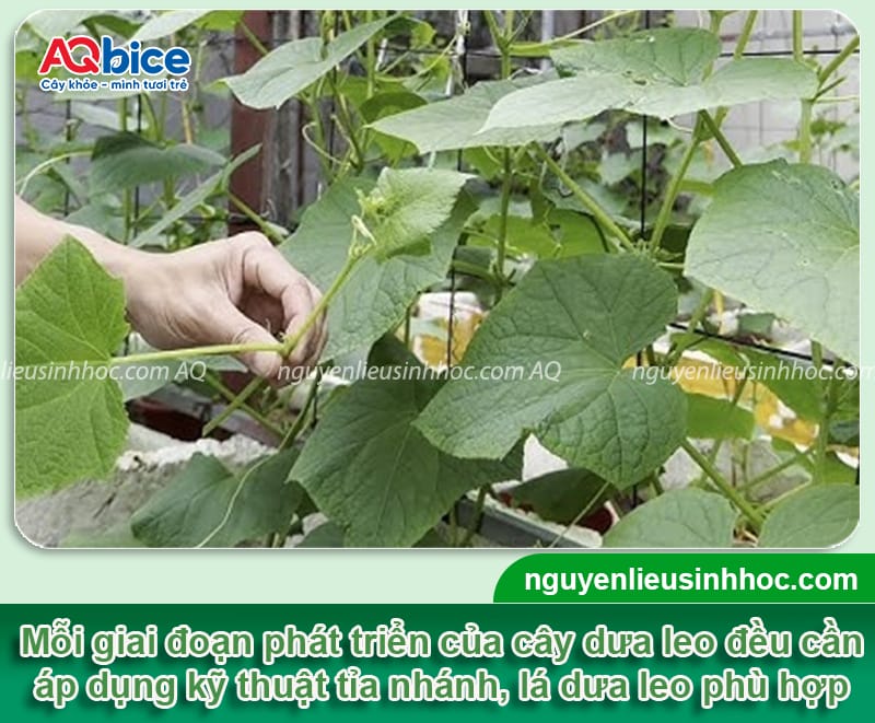 Hướng dẫn cách tỉa dưa leo đúng kỹ thuật, giúp trái ra nhiều 5 Hướng dẫn cách tỉa dưa leo đúng kỹ thuật, giúp trái ra nhiều