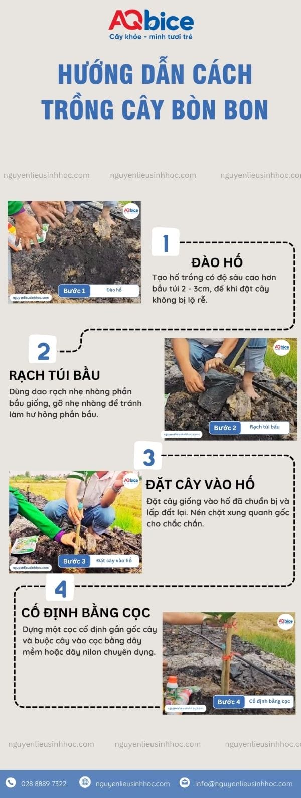Hướng dẫn cách trồng cây bòn bon nhanh ra quả, ít sâu bệnh 4 Hướng dẫn cách trồng cây bòn bon nhanh ra quả, ít sâu bệnh
