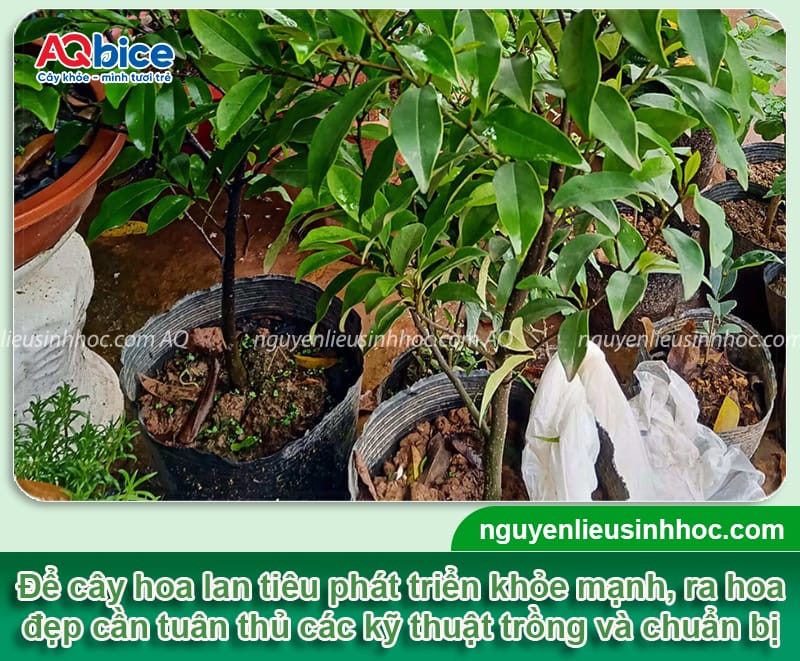 Cách trồng và chăm sóc cây hoa lan tiêu nở đồng đều, bền đẹp 4 Cách trồng và chăm sóc cây hoa lan tiêu nở đồng đều, bền đẹp