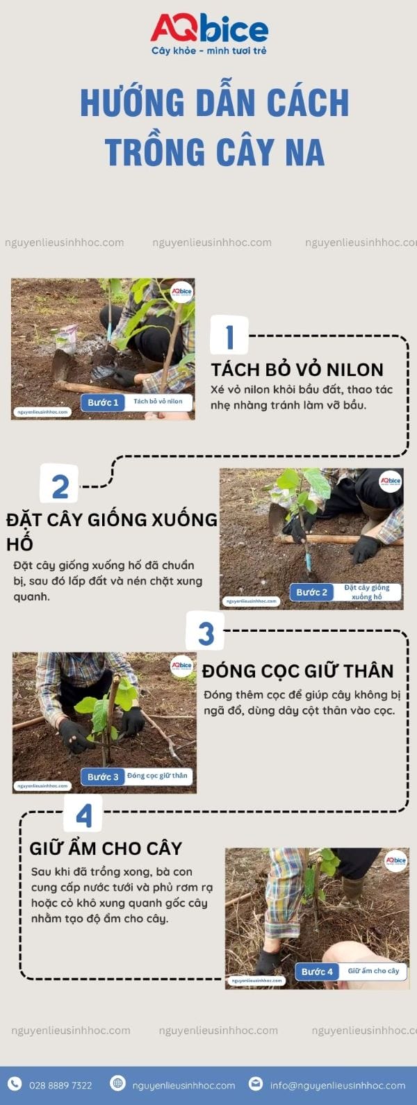 Cách trồng cây na tại nhà cho quả ngọt, sai trĩu cành 5 Cách trồng cây na đơn giản tại nhà cho quả ngọt sai trĩu cành
