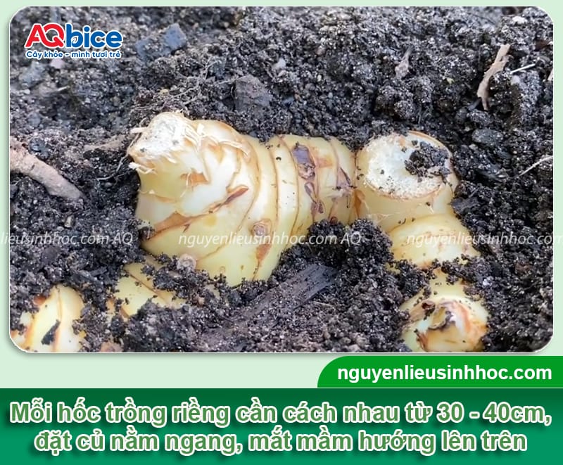 Hướng dẫn cách trồng củ riềng to đều, thu hoạch nhanh 4 Hướng dẫn cách trồng củ riềng to đều, đạt năng suất cao