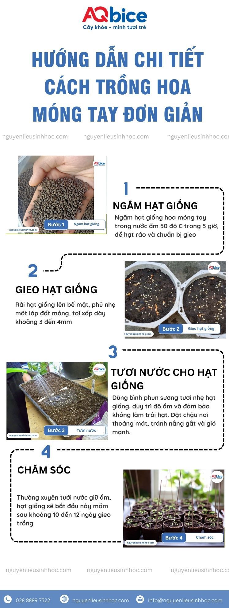 Cách trồng hoa móng tay và phương pháp chăm hoa nở rực rỡ