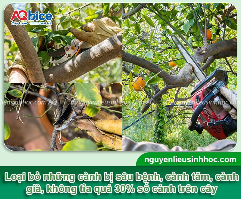 Khi nào là thời điểm cắt tỉa cây chanh tốt nhất để cây khỏe 5 Thời điểm cắt tỉa cây chanh phù hợp và cách tỉa đúng cách