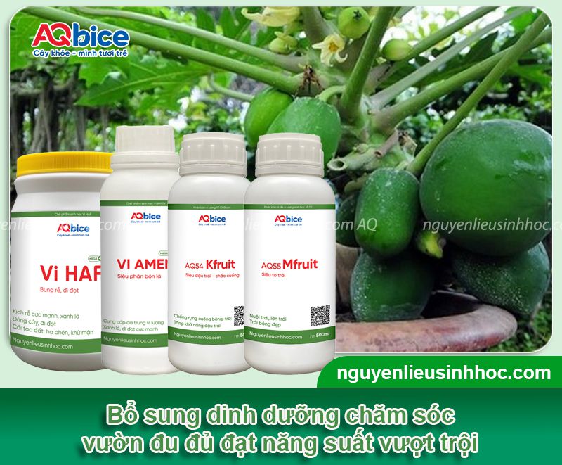 Kỹ thuật trồng cây đu đủ nghiêng để trái ra sai trĩu 4 Kỹ thuật trồng cây đu đủ nghiêng và chăm sóc năng suất cao