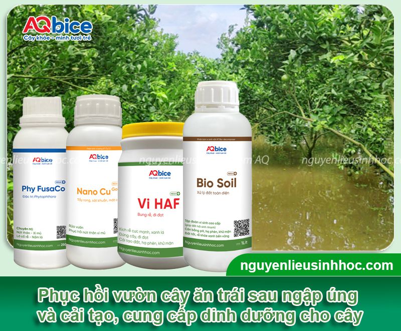 Phục hồi và bảo vệ cây ăn trái bị úng nước trong mùa mưa lũ 4 Phục hồi và bảo vệ cây ăn trái bị úng nước trong mùa mưa lũ