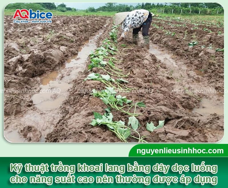 Thời vụ trồng khoai lang ở miền Bắc cho thu hoạch củ to 4 Thời vụ trồng khoai lang ở miền Bắc cho thu hoạch củ to