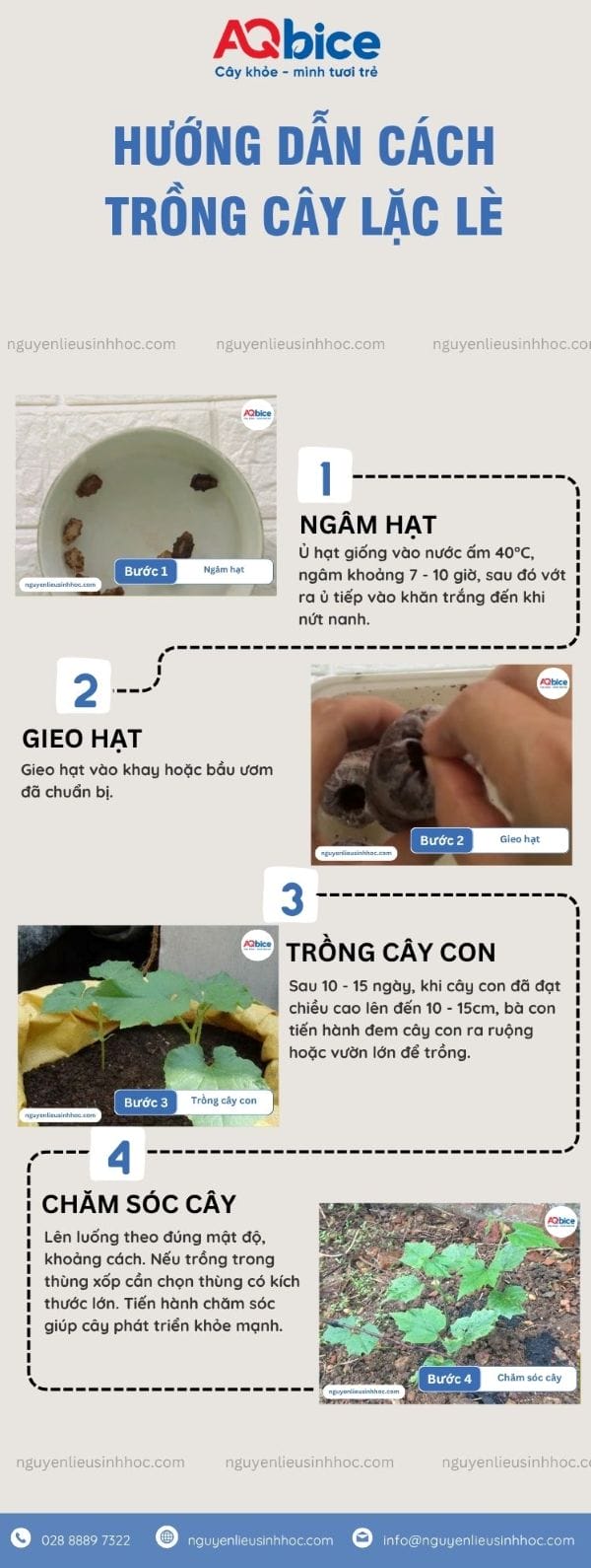 Cách trồng cây lặc lè xanh tốt quanh năm, đạt năng suất cao 4 Cách trồng cây lặc lè xanh tốt quanh năm, đạt năng suất cao