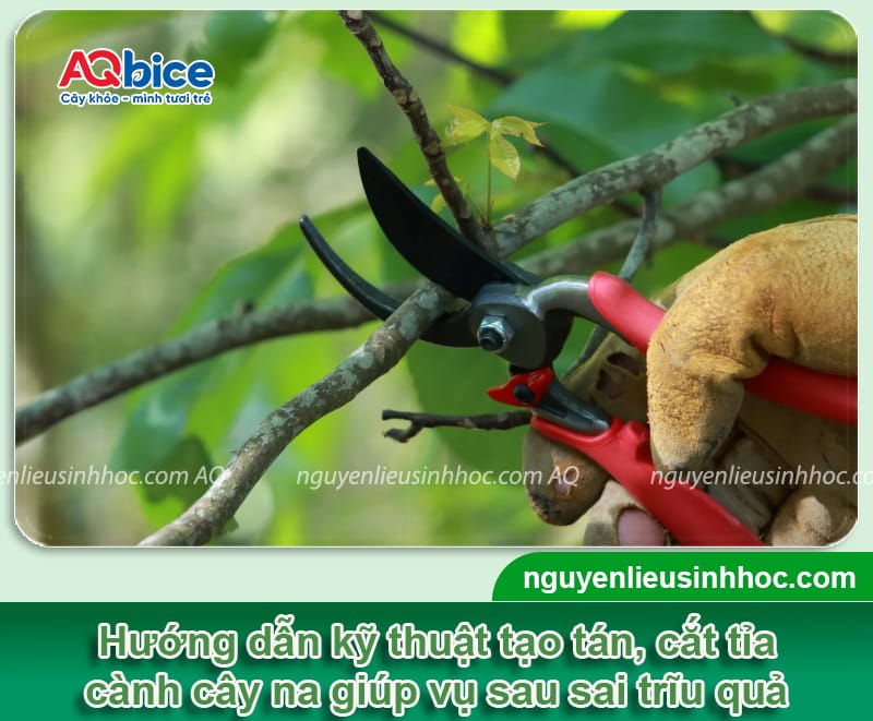 Cách cắt tỉa cành na: Bí quyết cho vụ mùa được bội thu 3 Cách cắt tỉa cành na: Bí quyết cho vụ mùa được bội thu