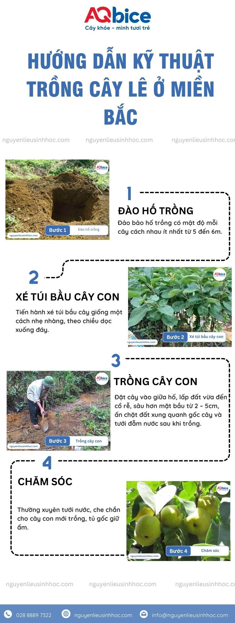 Trồng cây lê ở miền Bắc đúng kỹ thuật cho quả giòn ngọt 3 Trồng cây lê ở miền Bắc đúng kỹ thuật cho quả giòn ngọt