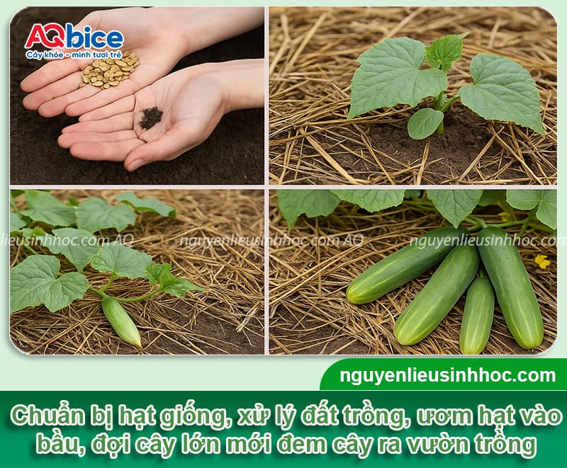 Trồng dưa leo không cần giàn: Giống gì phù hợp và cách chăm 4 Trồng dưa leo không cần giàn: Giống gì phù hợp và cách chăm