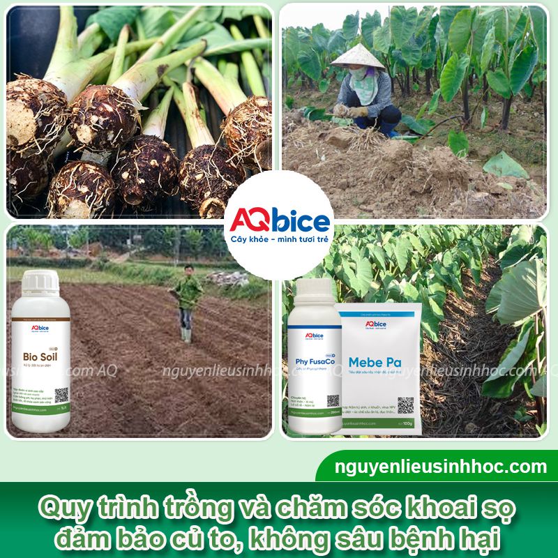 Trồng khoai sọ vào tháng mấy? Cách chăm sóc cho củ to 3 Trồng khoai sọ vào tháng mấy? Kỹ thuật trồng và chăm sóc củ to