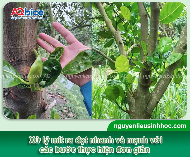 Kéo đọt mít: Bí quyết giúp ra trái sai trĩu, lớn nhanh 3 Kéo đọt mít nhanh mạnh và đồng loạt, nuôi bộ lá xanh tốt