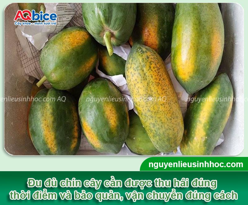 Cách kích cây đu đủ ra trái đúng vụ, sai trĩu, ít sâu bệnh 4 Kích cây đu đủ ra trái đúng vụ và chăm sóc trái to trĩu cành