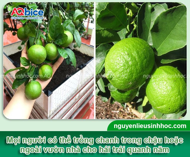 Trồng cây chanh trước nhà có tốt không? Vị trí phù hợp 3 Trồng cây chanh trước nhà có tốt không? Vị trí phù hợp