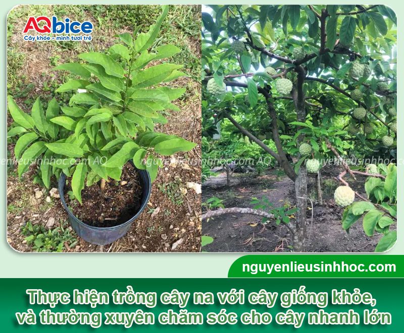 Trồng cây na trước nhà có tốt không? Ý nghĩa phong thủy 3 Trồng cây na trước nhà có tốt không? Ý nghĩa phong thủy