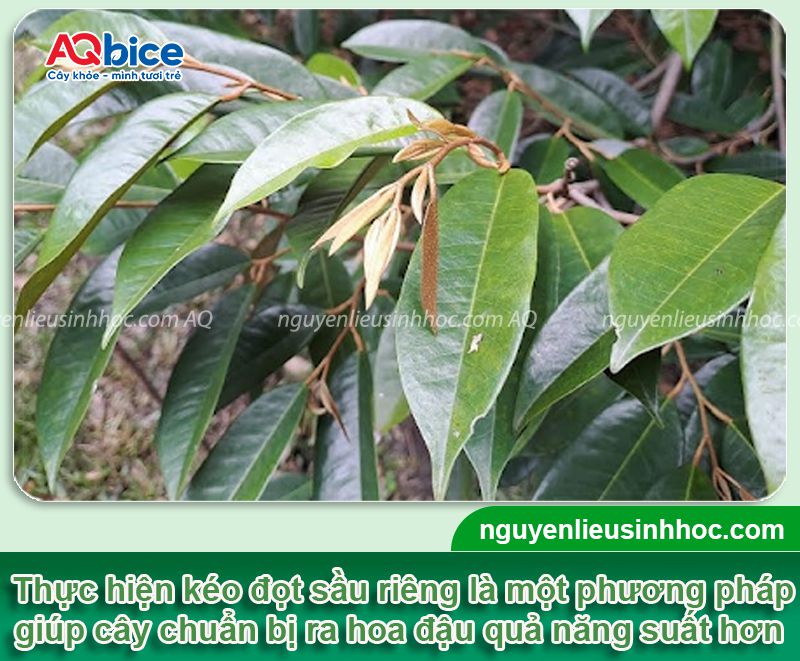 Hướng dẫn kéo đọt sầu riêng đúng chuẩn, chồi bung mạnh 1 Hướng dẫn kéo đọt sầu riêng đúng kỹ thuật, hiệu quả