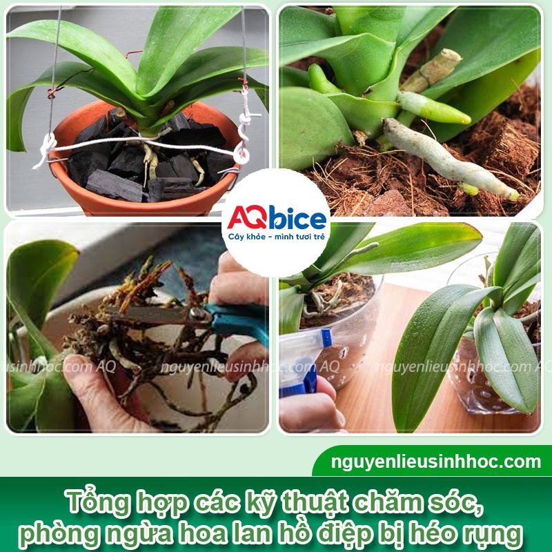Lan hồ điệp bị héo hoa: Nguyên nhân, cách phục hồi hiệu quả 3 Lan hồ điệp bị héo hoa: Nguyên nhân, cách phục hồi hiệu quả