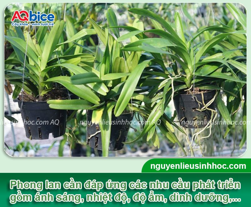 Hoa lan có ưa nắng không? Cách chăm sóc để hoa nở rực rỡ 4 Hoa lan có ưa nắng không? Chăm sóc hoa lan nở rộ quanh năm