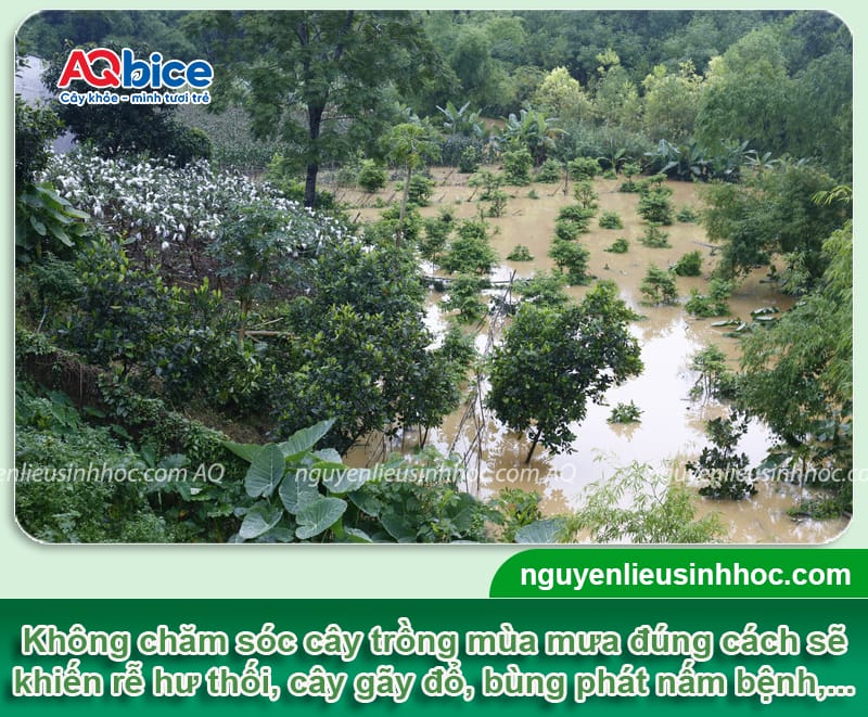 Biện pháp chăm sóc cây trồng vào mùa mưa 2025 2 Biện pháp chăm sóc cây trồng vào mùa mưa 2025