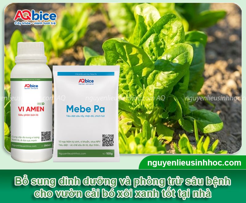 Cách trồng cải bó xôi trong thùng xốp, nhanh thu hoạch 4 Cách trồng cải bó xôi trong thùng xốp nhanh thu hái rau sạch
