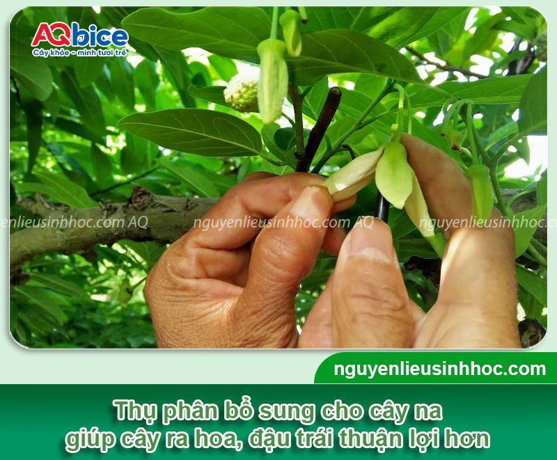 Cây na ra hoa vào tháng mấy? Kỹ thuật giúp hoa ra nhiều 3 Cây na ra hoa vào tháng mấy? Kỹ thuật giúp hoa ra nhiều