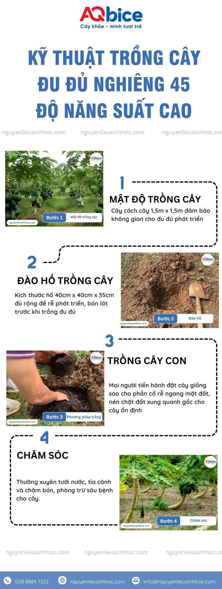 Kỹ thuật trồng cây đu đủ nghiêng để trái ra sai trĩu 3 Kỹ thuật trồng cây đu đủ nghiêng và chăm sóc năng suất cao