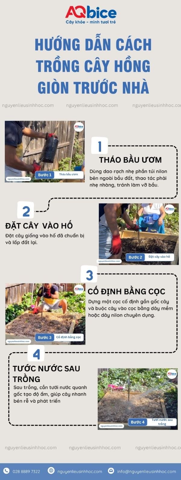 Cách trồng cây hồng giòn trước nhà giúp thu hút tài lộc 5 Hướng dẫn cách trồng cây hồng giòn trước nhà thu hút tài lộc