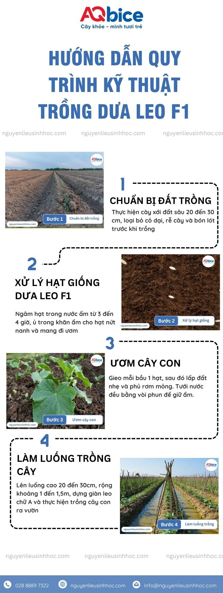 Kỹ thuật trồng dưa leo F1 và chăm sóc cho năng suất cao 3 Kỹ thuật trồng dưa leo F1 và chăm sóc cho năng suất cao