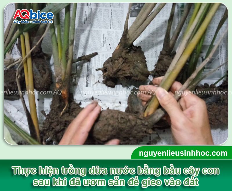Cách trồng dừa nước đúng kỹ thuật, nhanh cho hái quả 4 Cách trồng dừa nước đúng kỹ thuật, cho năng suất cao