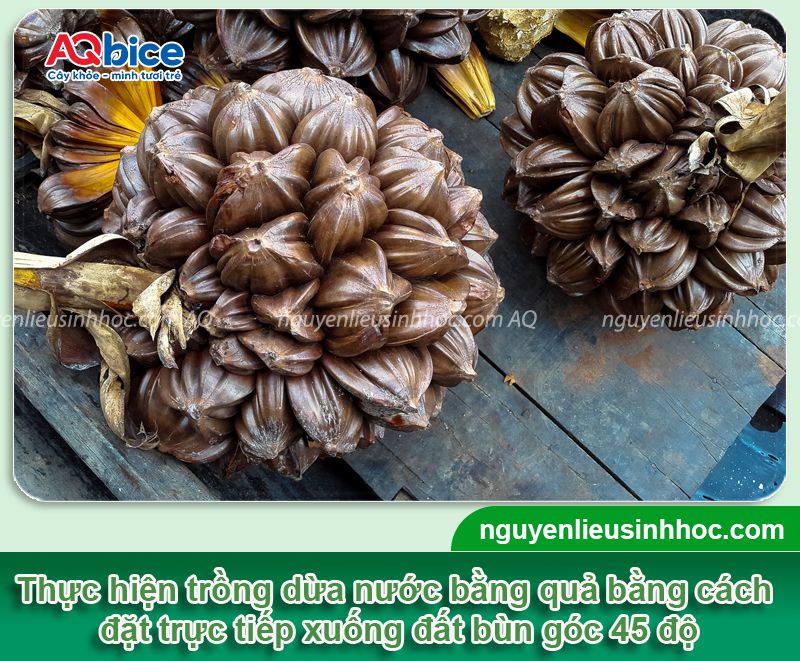 Cách trồng dừa nước đúng kỹ thuật, nhanh cho hái quả 3 Cách trồng dừa nước đúng kỹ thuật, cho năng suất cao