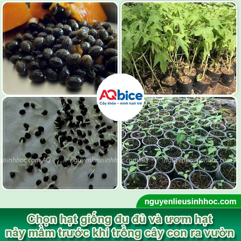 Kỹ thuật trồng cây đu đủ nghiêng để trái ra sai trĩu 2 Kỹ thuật trồng cây đu đủ nghiêng và chăm sóc năng suất cao