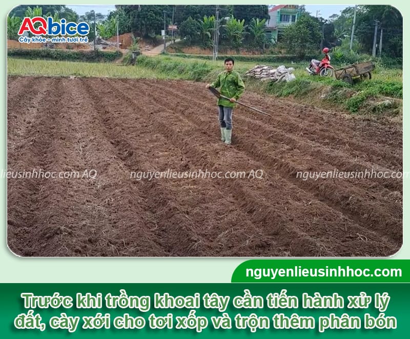 Miền Bắc trồng khoai tây vào tháng mấy cho củ to và nhiều? 4 Miền Bắc trồng khoai tây vào tháng mấy cho củ to và nhiều?