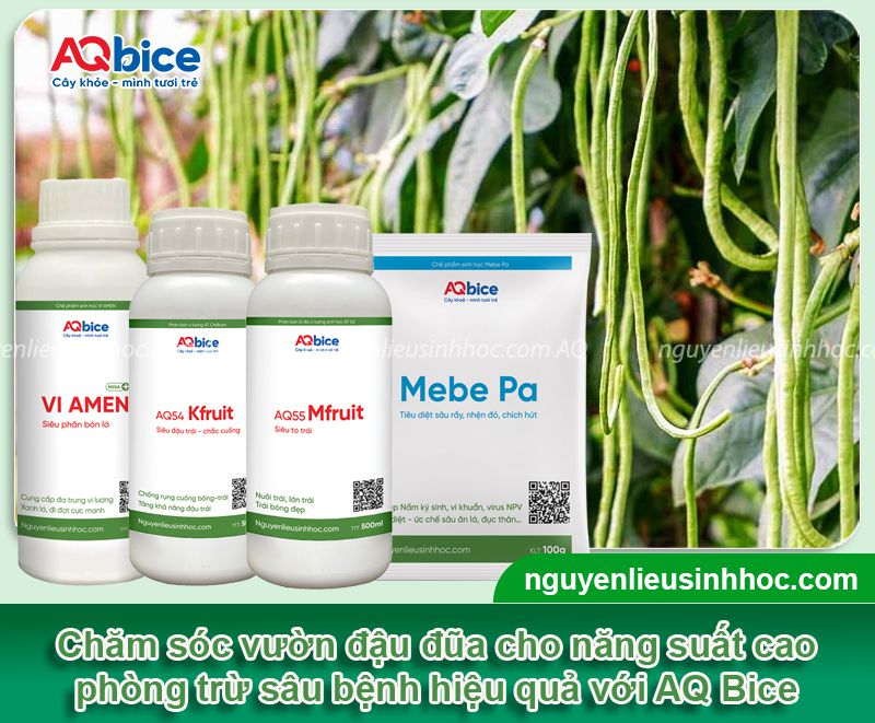 Thời vụ trồng đậu đũa ở miền Bắc để cho năng suất cao 5 Thời vụ trồng đậu đũa ở miền Bắc và chăm sóc năng suất cao