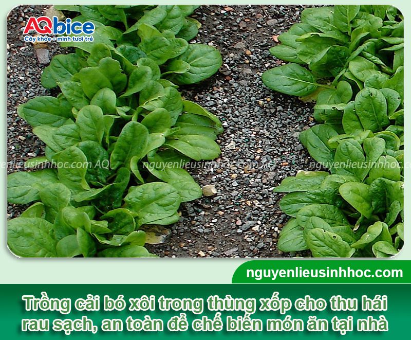 Cách trồng cải bó xôi trong thùng xốp, nhanh thu hoạch 2 Cách trồng cải bó xôi trong thùng xốp nhanh thu hái rau sạch