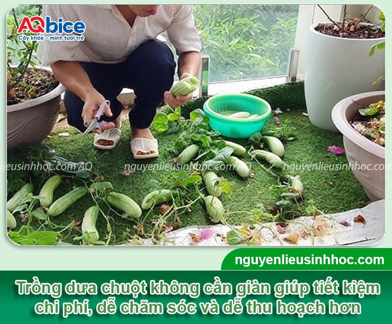 Trồng dưa leo không cần giàn: Giống gì phù hợp và cách chăm 3 Trồng dưa leo không cần giàn: Giống gì phù hợp và cách chăm