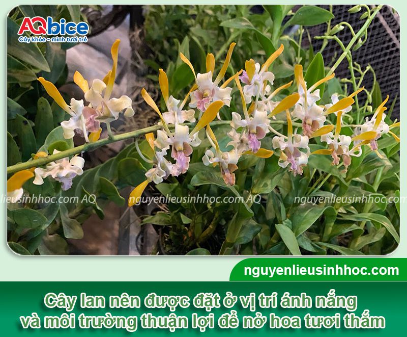 Hoa lan có ưa nắng không? Cách chăm sóc để hoa nở rực rỡ 6 Hoa lan có ưa nắng không? Chăm sóc hoa lan nở rộ quanh năm