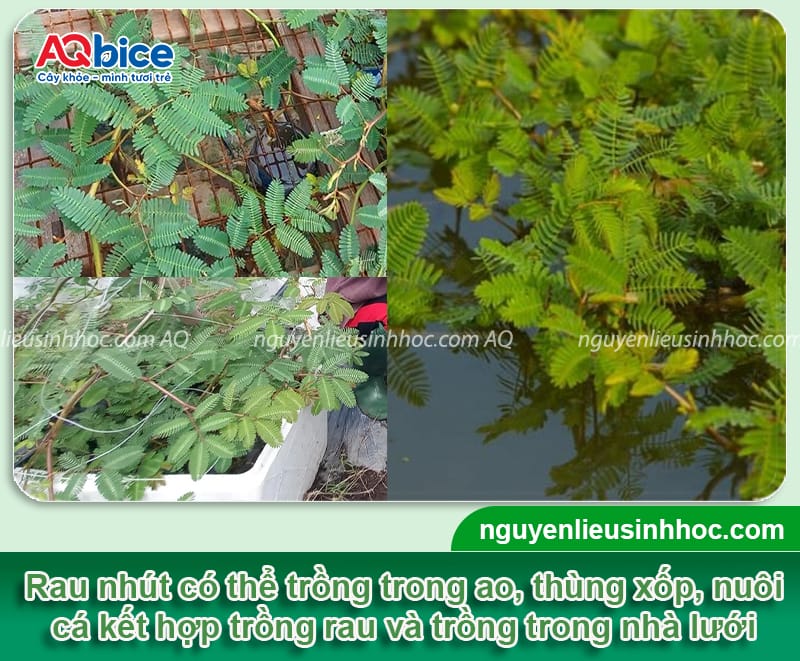 Kỹ thuật trồng cây rau nhút đơn giản, nhanh thu hoạch 3 Kỹ thuật trồng cây rau nhút hiệu quả, cho năng suất cao